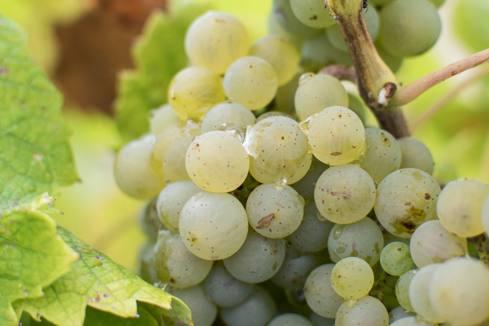 Bunches of ripe white grapes on vine